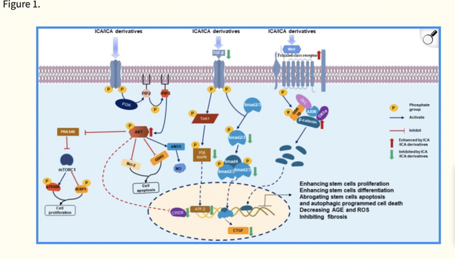 Icariin mechanism research