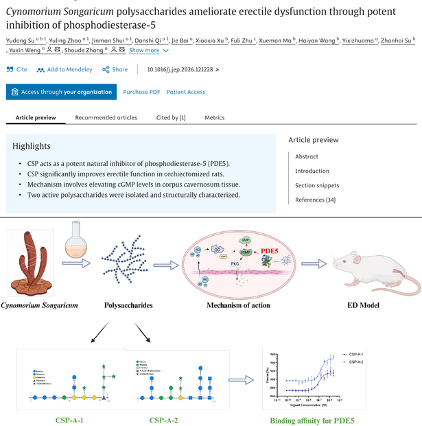 Cynomorium Songaricum PDE5 research